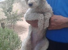 Pudel