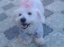 Pudel