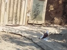 Göyərçin
