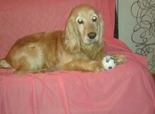Koker spaniel