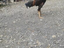 Heyratı