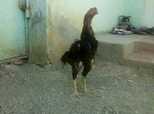 Heyratı xoruz