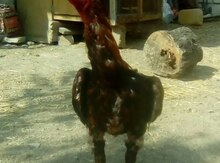 Heyratı xoruz