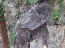 Heyratı fərə