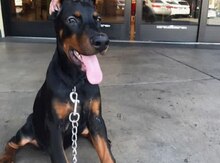 Doberman