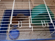 Kirpi