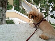Pekines