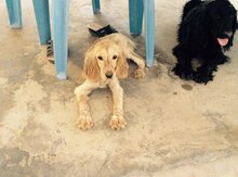 Koker spaniel