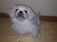 Pekines