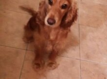 Koker spaniel