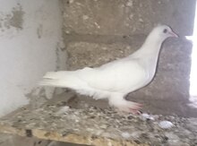 Göyərçinlər