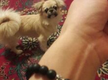 Pekines
