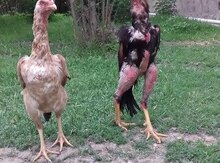 Becələr