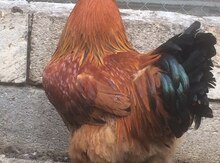 Brama xoruz