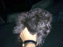 Pudel
