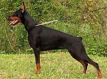 Doberman