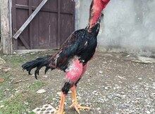 Heyratı xoruzu