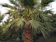 Palma ağacı
