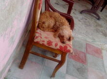 Pudel
