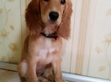 Koker spaniel