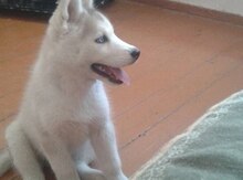 Haski
