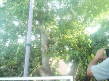 Qoz ağacı