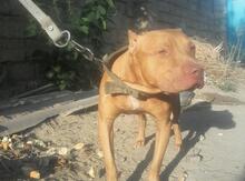 Pitbul