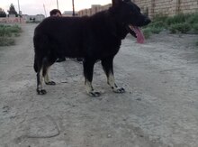 Alman ovçarkası