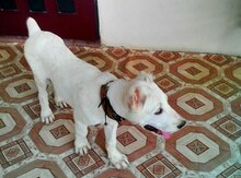 Alabay
