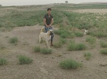 Kanqal