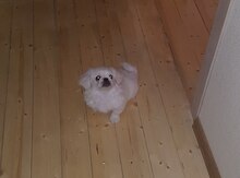 Pekines