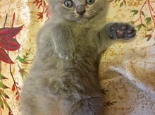 Шотландский котенок