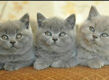 Котята шотландской породы
