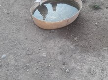 Göyərçinlər