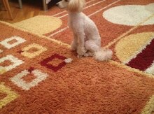 Pudel (cütləşdirmək üçün)