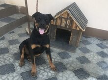 Rotveyler