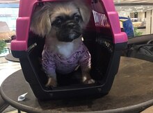 Pekines