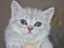 Серебристая шиншилла