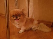 Pekines