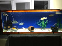 Akvarium