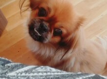 Pekines
