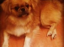 Pekines