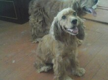 Koker spaniel