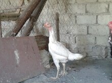 Heyratı