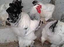 Brama