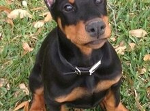 Doberman
