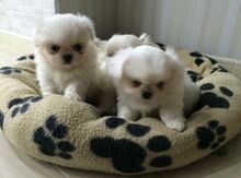 Pekines