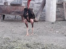 Heyratı