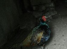 Rumın qırqovulu