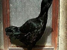 Heratı quşu